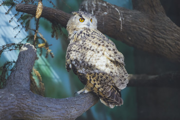 Bird owl sitting on a branch