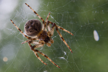 spider
