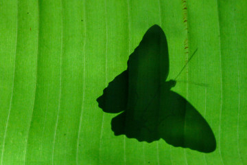 Silhouette of a butterfly behind a leaf