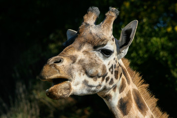 Portrait of a giraffe's face
