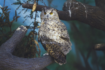 Obraz premium Bird owl sitting on a branch