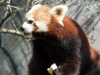 Kleiner Panda am essen von Obst im Zoo