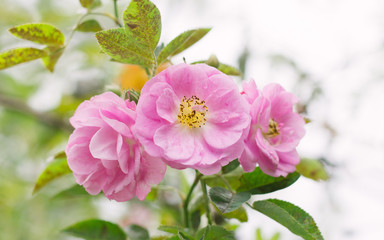 Pink rose