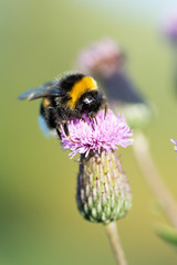 bumblebee on flower