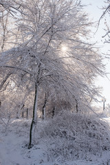 winter landscapes
