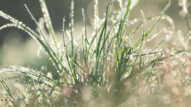 Morning dew on green grass at the natural morning sunlight. Abstract fresh, green grass background with blurred bokeh lights effect. Water drops close up