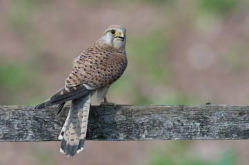 Kestrel (Falco tinnunculus)/Kestrel perched on a fence in a field