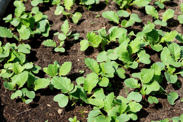 Spring shoots of seedlings. Young radishes in the sun