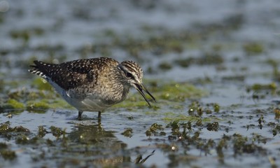 Wood Sandpiper - Tringa glareola, Crete 