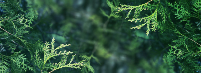 Christmas background with fir branches, glow, snowflakes and bokeh.