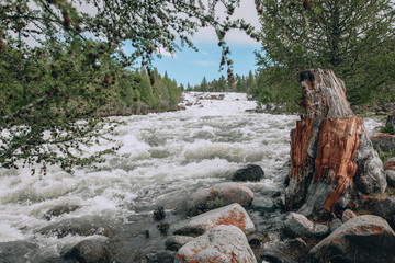larch on the background of the river and old stump