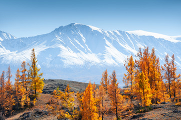 Snow-covered mountains and autumn forest in Altai Republic, Siberia, Russia - obrazy, fototapety, plakaty