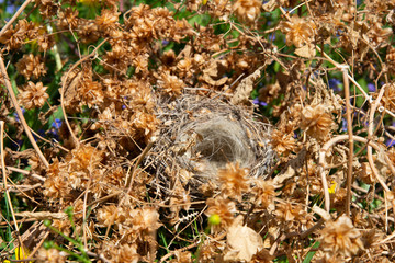 An empty bird's nest in a thicket of hops