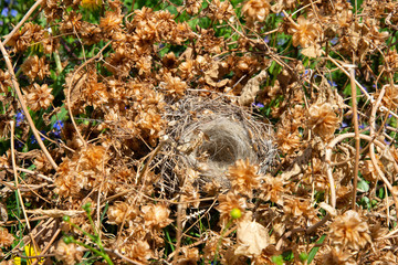 An empty bird's nest in a thicket of hops