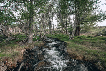 Spring Creek in Mongolia . Altay mountains