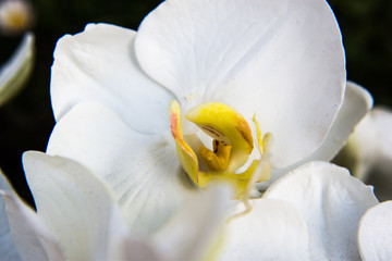 OrchiDea