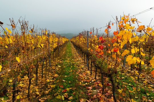 autumn vineyard, yellow orange and red grape leaves at october sunny fog
