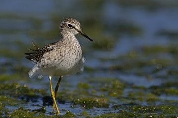 Fototapeta premium Wood Sandpiper - Tringa glareola, Crete 