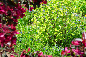 Blossoming garden in the spring. Apple tree royalty