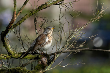  Fieldfare resting on the branch of a dry spring in city park