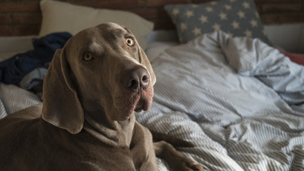 Perro mirando
