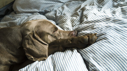 Braco durmiendo
