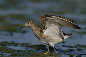 Fototapeta premium Ruff - Philomachus pugnax, Crete 