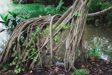 Banyan tree in the forest