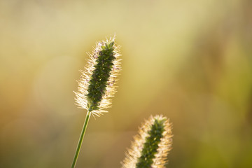 Awesome macro vision of single stem of grass