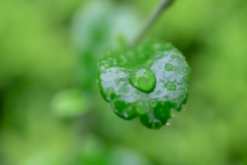 Water drops on green leaves in the garden.