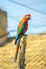 Pappagallo multicolore su ramo