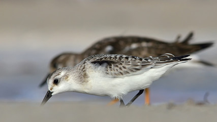 Sanderling (Calidris alba), Greece