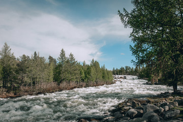 larch on the background of the river