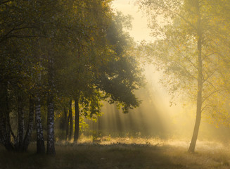 Beautiful morning in a nature park called Kortenhoeff in the Netherlands, the forest is getting autumn colors and the sun is giving amazing lightrays through the mist.