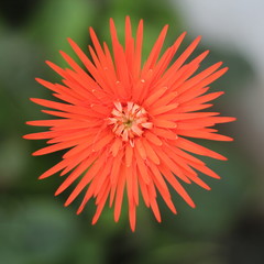 beautiful gerbera flower