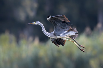 Grey Heron - Ardea cinerea, Crete 