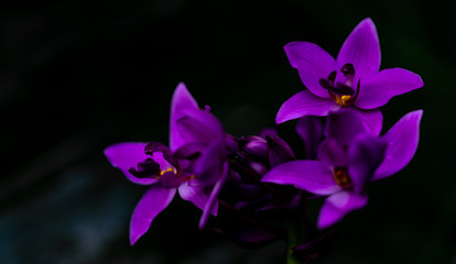 Violette Orchideenblüten