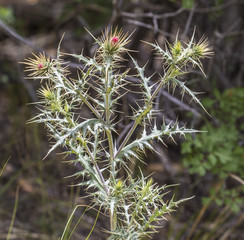 Prickly