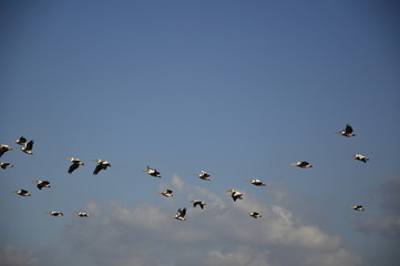 Migrating pelicans