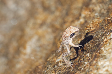 Beautiful isolated frog swimming in cold mountain  water