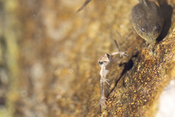 Beautiful isolated frog swimming in cold mountain  water