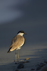 Spur-winged Lapwing or Spur-winged Plover -Vanellus spinosus, Crete 