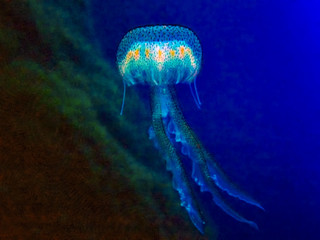 Mauve Stinger jellyfish (Pelagia noctiluca)