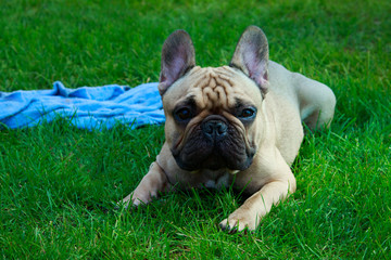 Dog breed French Bulldog