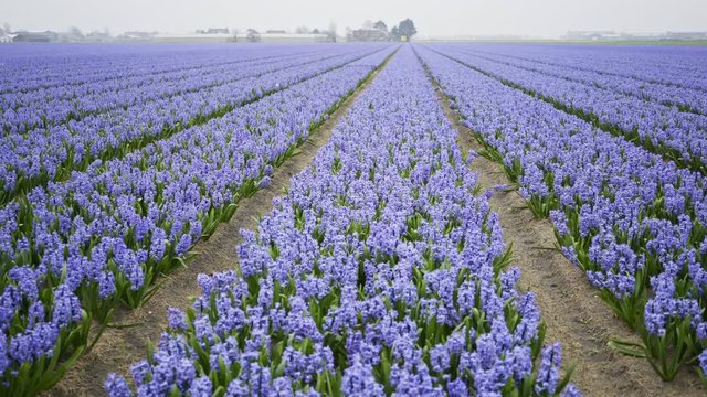 Blossoming hyacinth fields in cloudy spring day.Moving along rows of flowers in grey spring day. Amsterdam, Netherlands