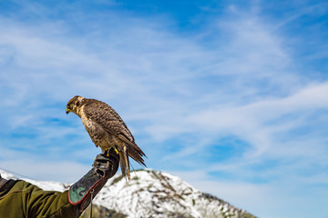 eine Falke sitzt auf einem Handschuh von einem Falkner