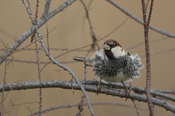 Spanish Sparrow (Passer hispaniolensis), Greece