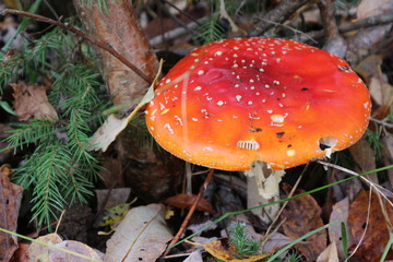 Big fly agaric mushroom in the forest