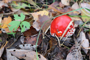 Little fly agaric mushroom in the forest