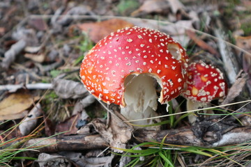 Little fly agaric mushroom in the forest